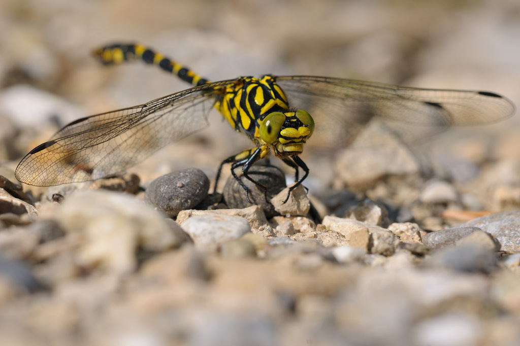 kleine Zangenlibelle