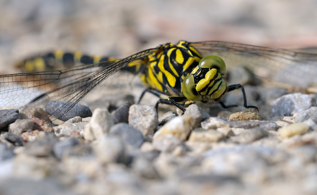 kleine Zangenlibelle