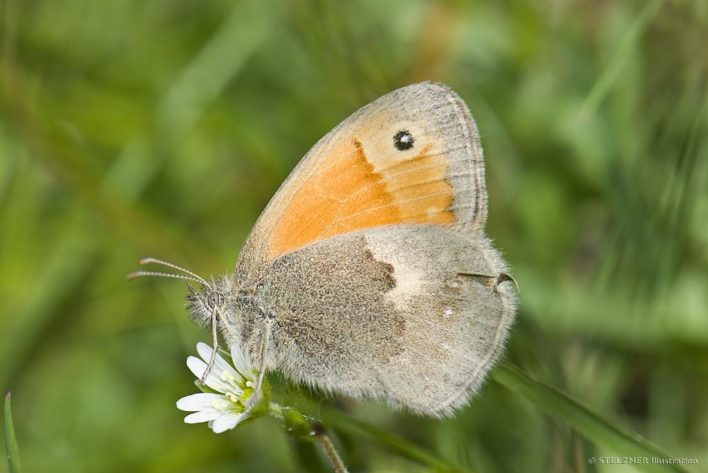 Kleiner Heufalter  (Coenonympha pamphilus)