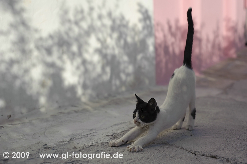 Kleiner Kater