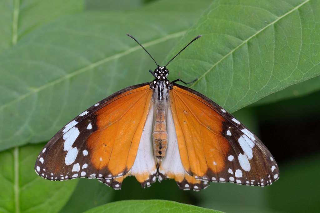 Kleiner Monarch 082014