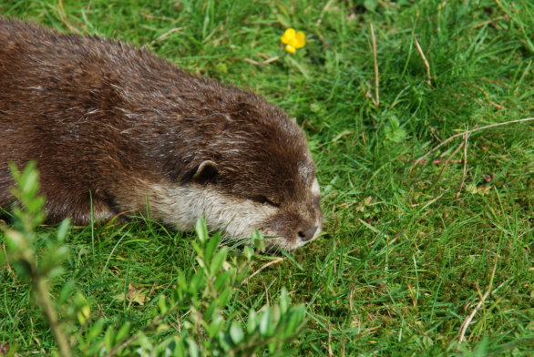Kleiner Otter