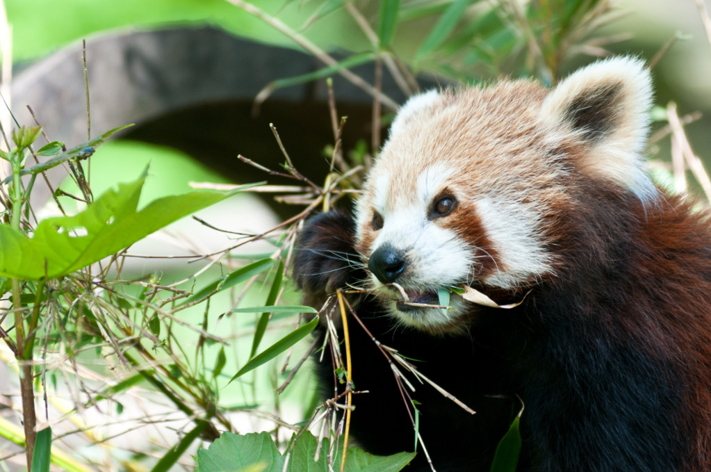 Kleiner Panda