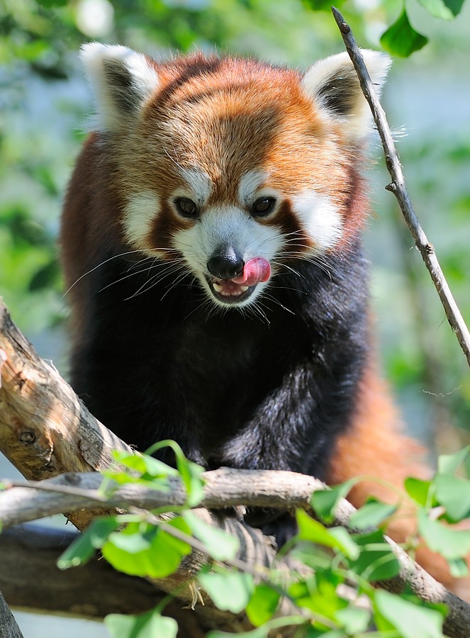 Kleiner Panda