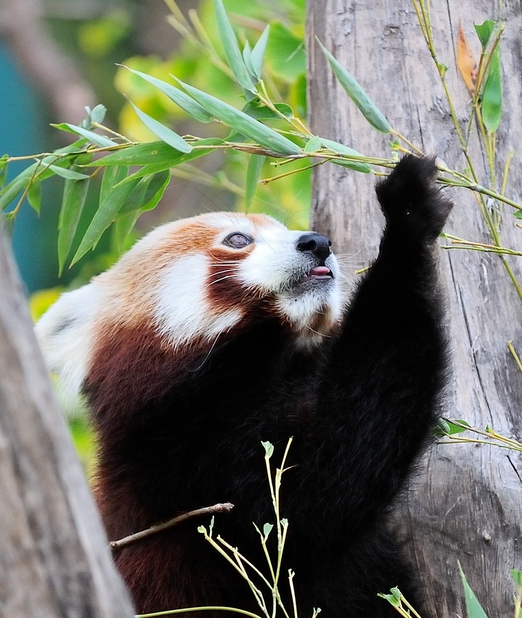 Kleiner Panda