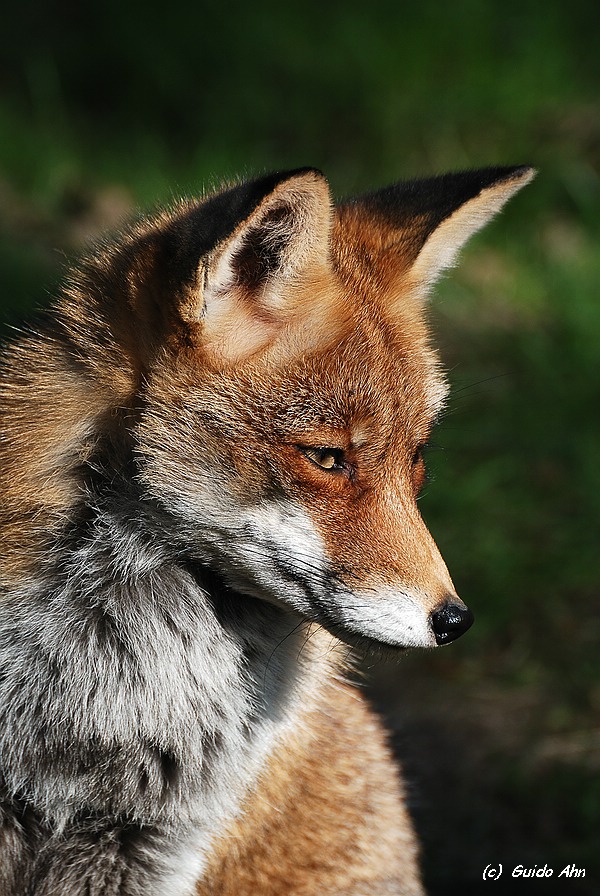 Kleiner Rotfuchs 1,Freiwildgehege Gangelt