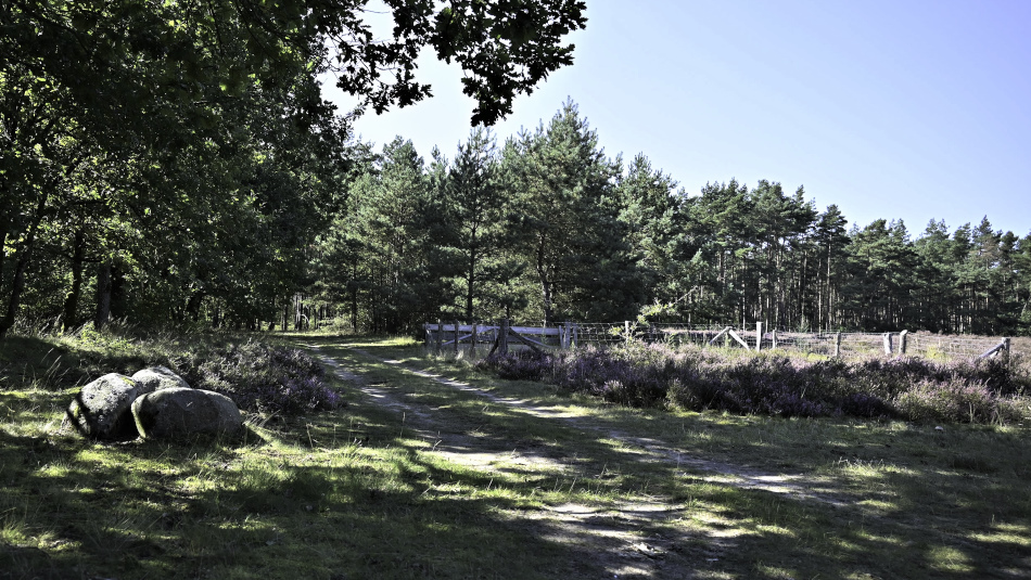 Kleiner Rundgang durch die Heide 2-5.JPG