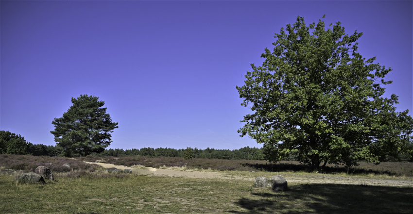 Kleiner Rundgang durch die Heide 4-5.JPG