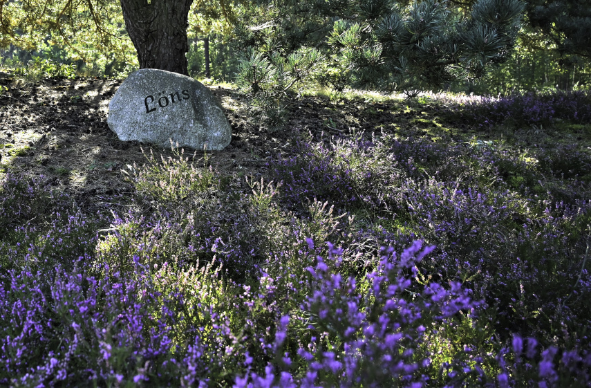 Kleiner Rundgang durch die Heide 5-5.JPG