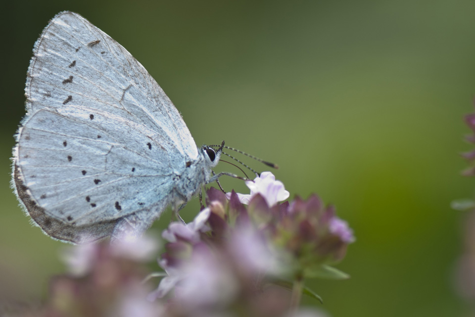 kleiner Schmetterling