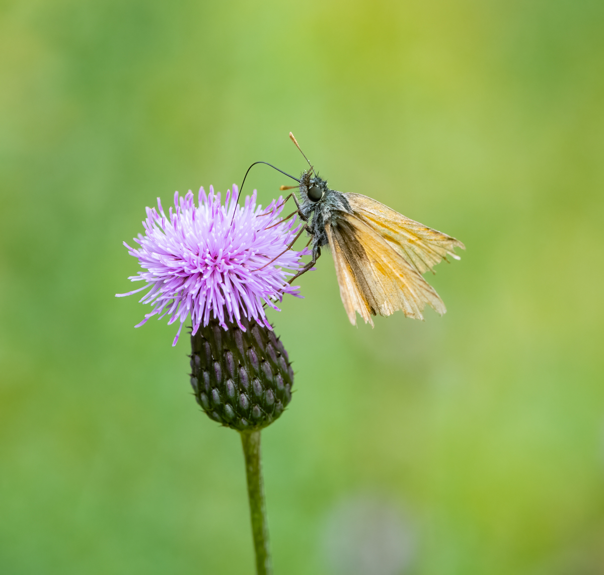 KleinerOrangerSchmetterling.jpg