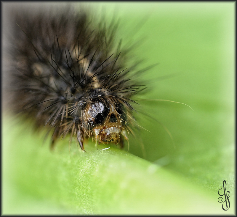 kleines Monster?