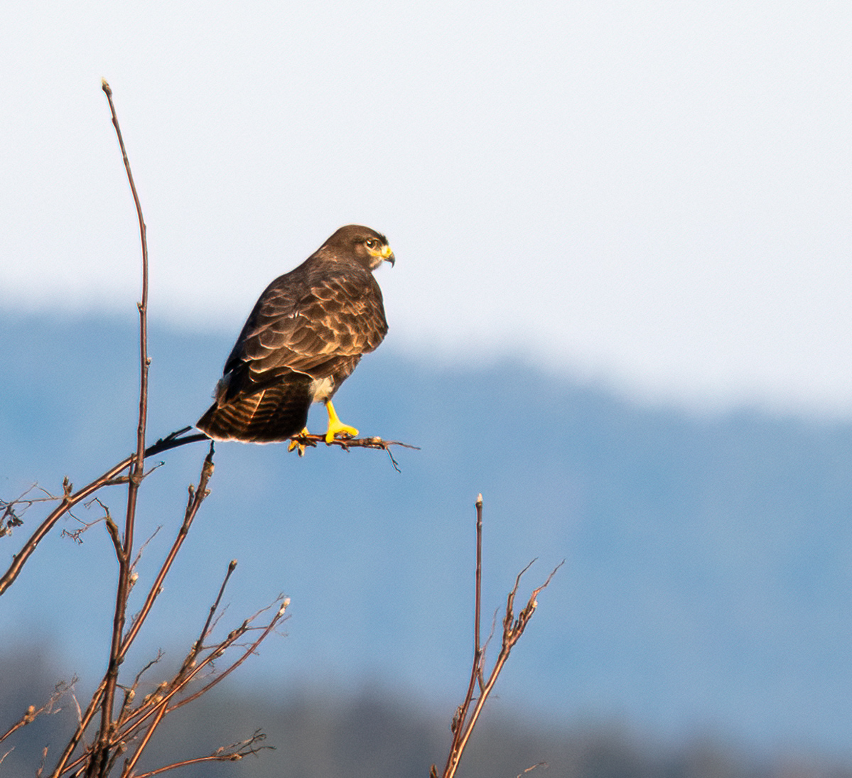 KleinSitzBussard.jpg