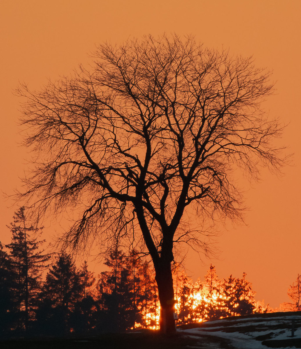kleinSonnenuntergangBaum.jpg