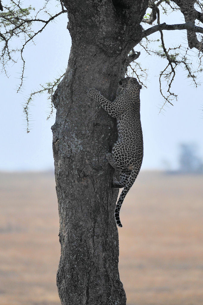kletternder Leopard
Seronera, Serengeti
2590 h
