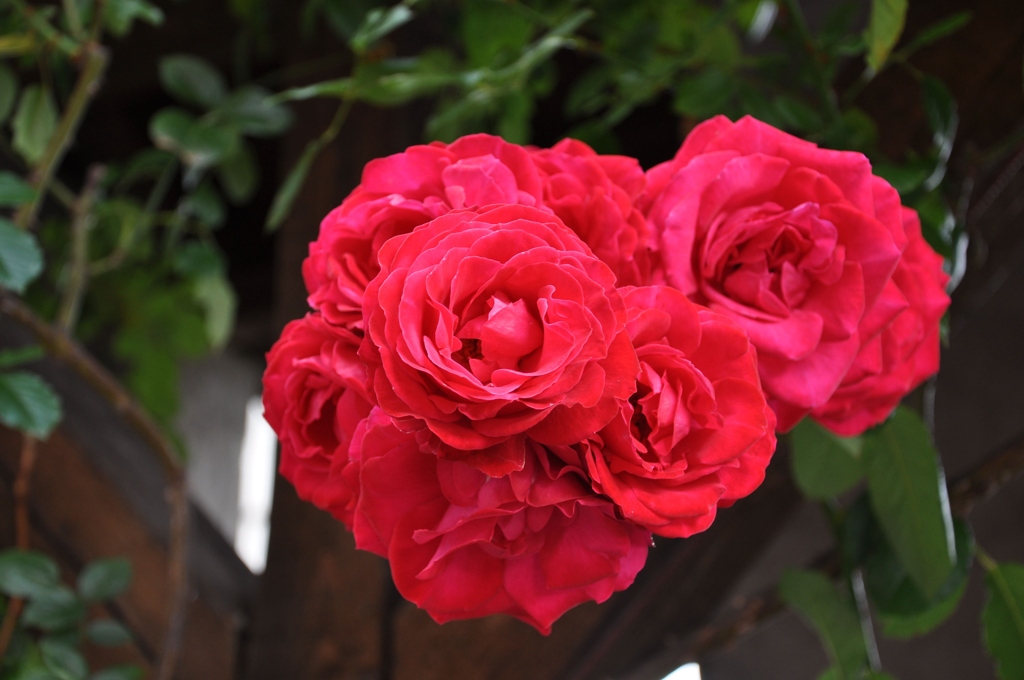 Kletterrose