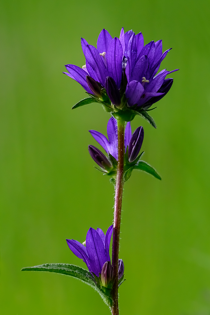 Knäuel-Glockenblume.jpg