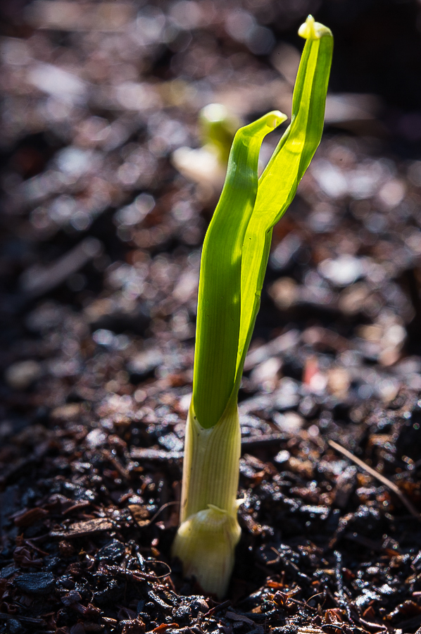 Knoblauch 1 (1 von 1).jpg