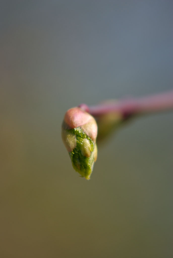 Knospe 03