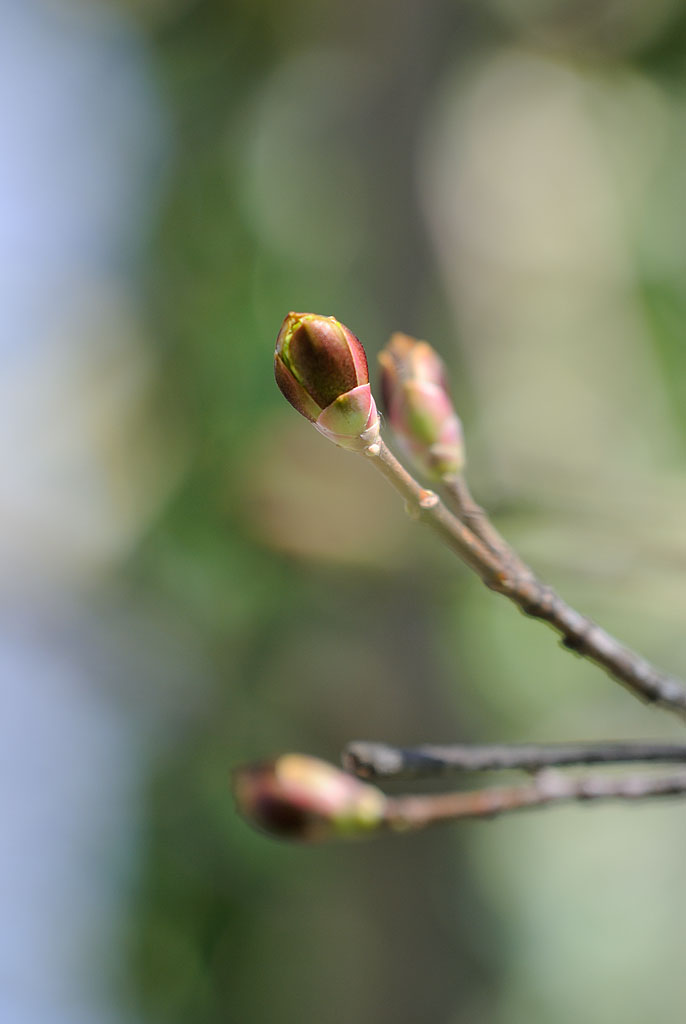 Knospe 07