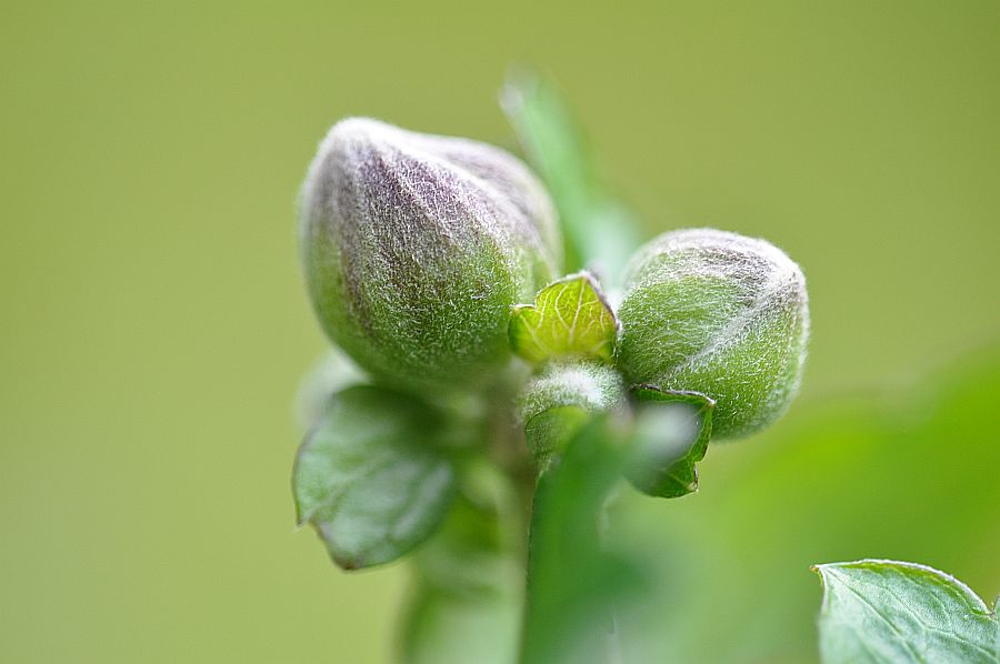 Knospe der Herbstanemone
