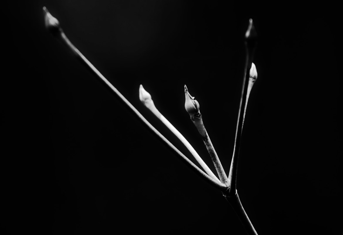 Knospen 1 BW.jpg