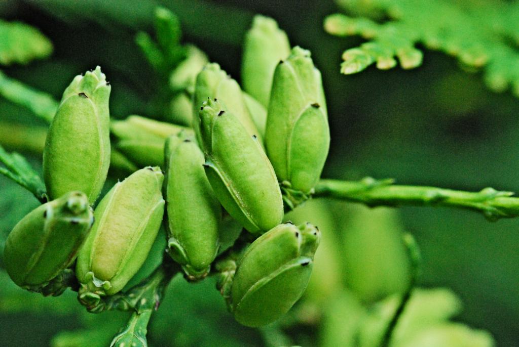 Knospen