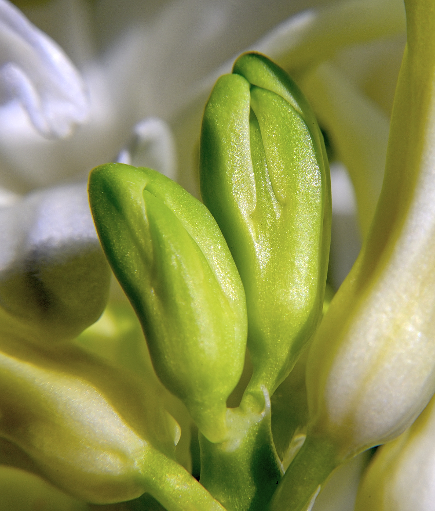 Knospen