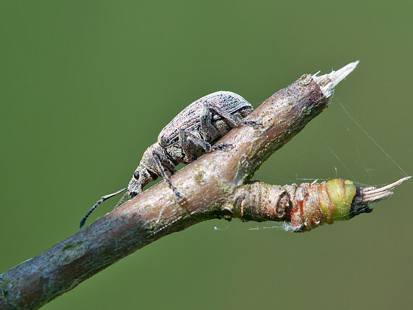 Knospenrüssler Grauer 2012 05 26 01