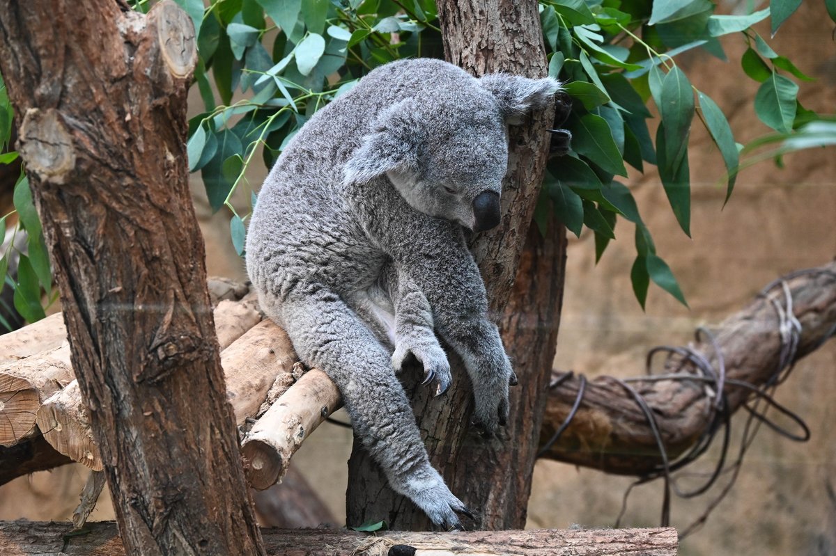 Koala 2.jpg
