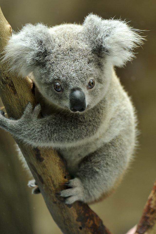 koala