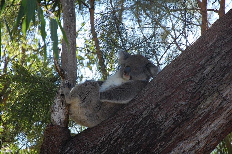 Koala