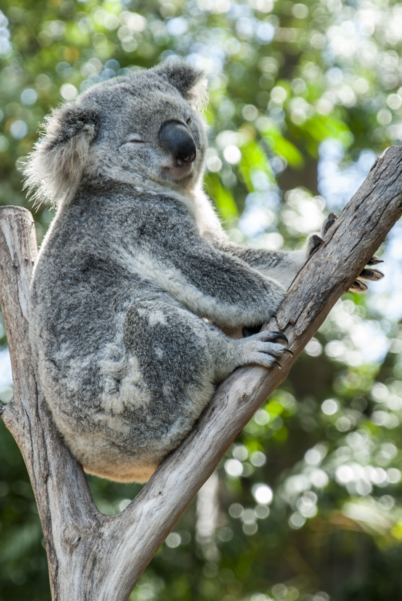 Koala