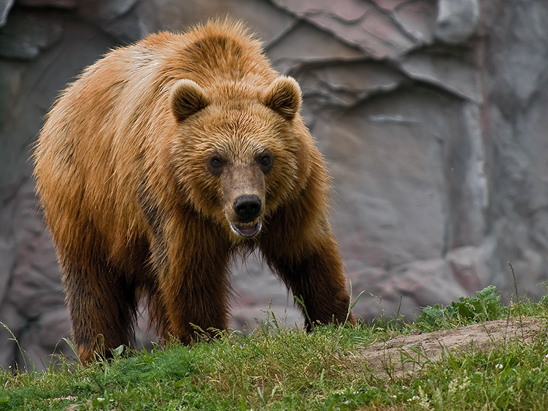 Kodiak 0218