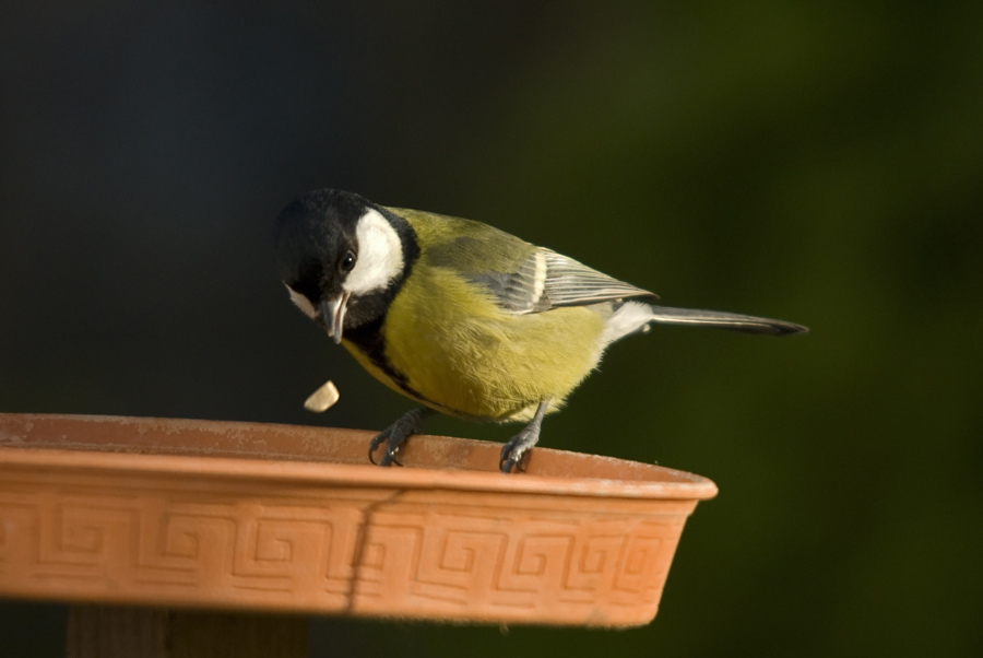 Kohlmeise 3
