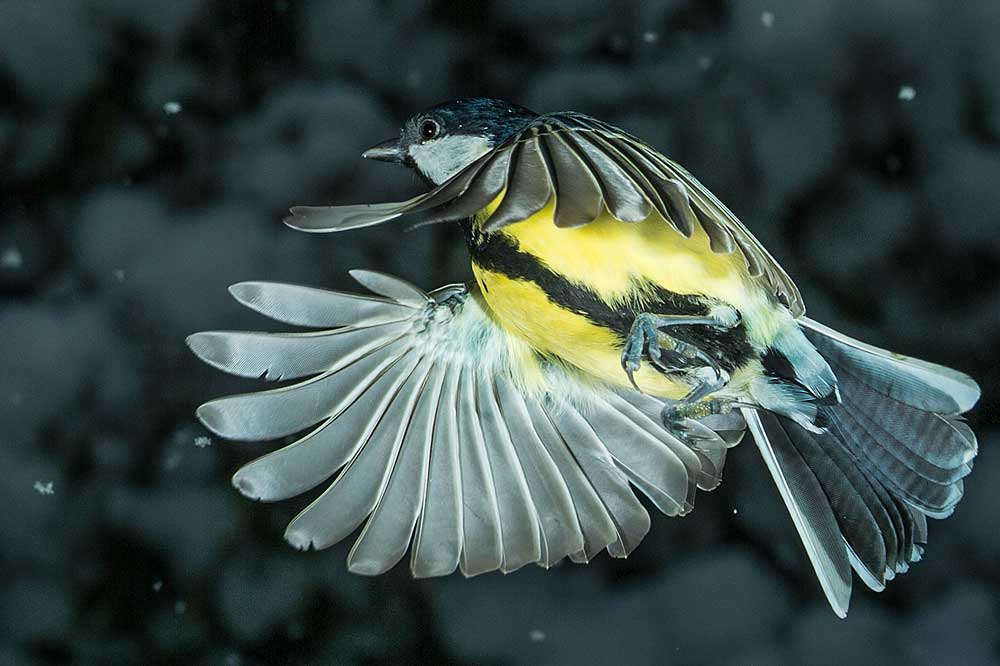 Kohlmeise