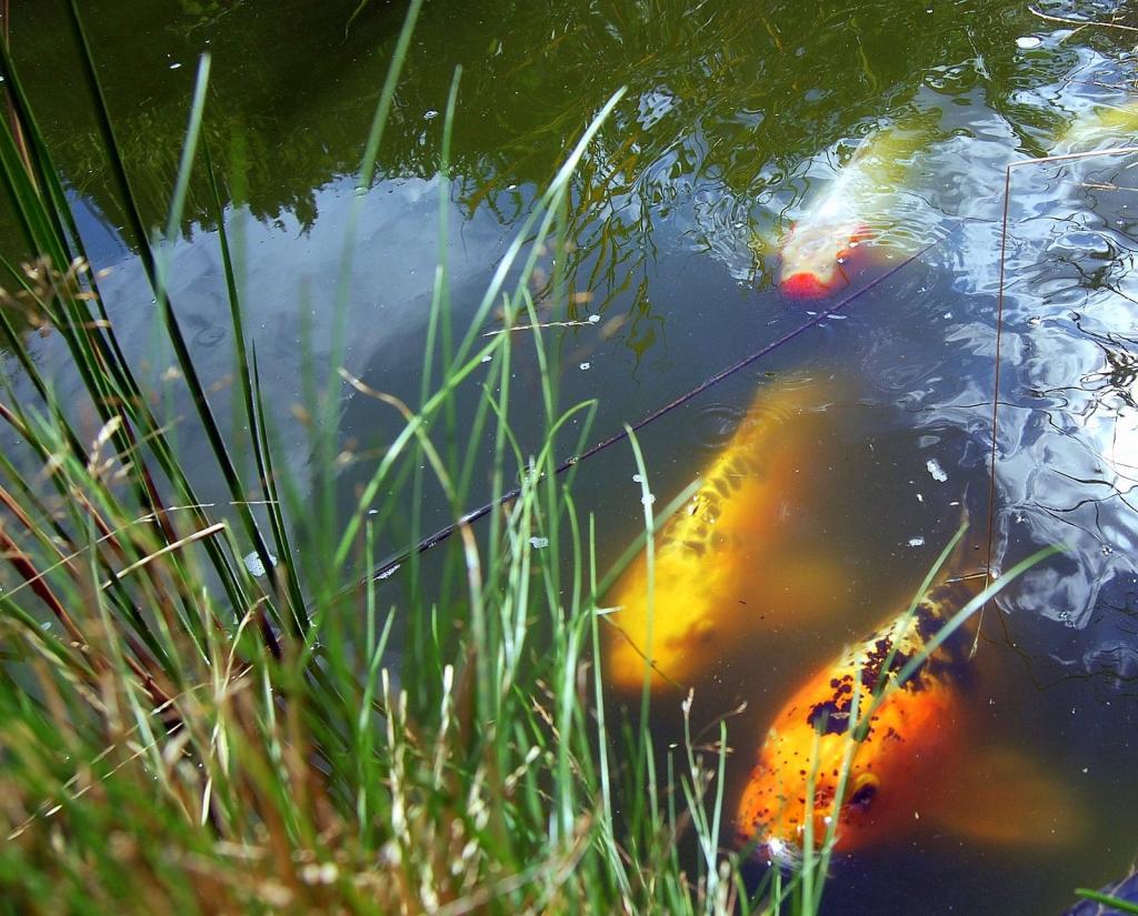 Koi Schwarm