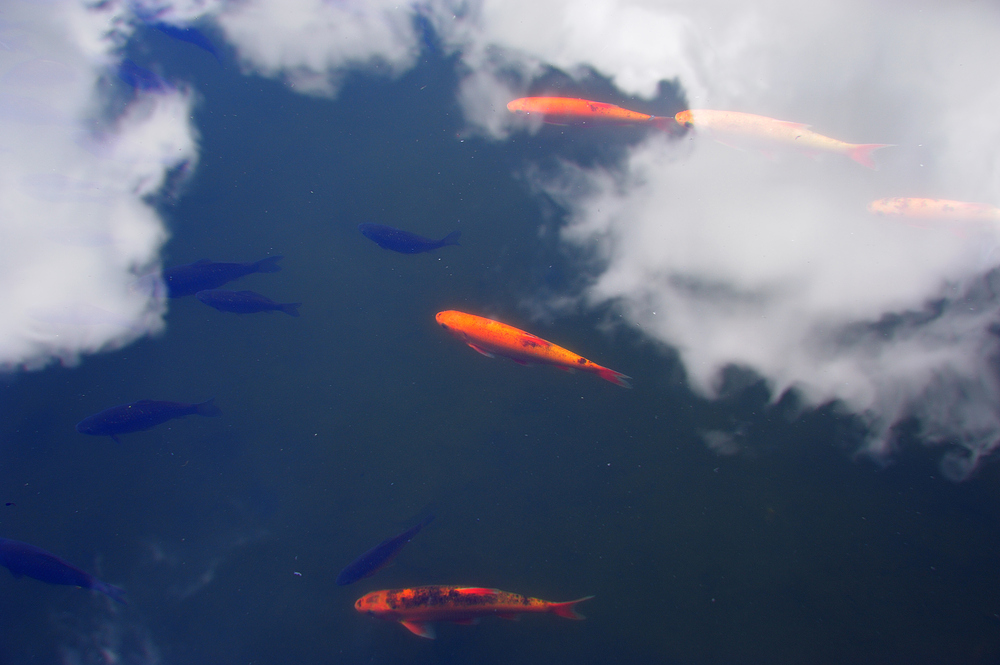 KOI/SKY 1