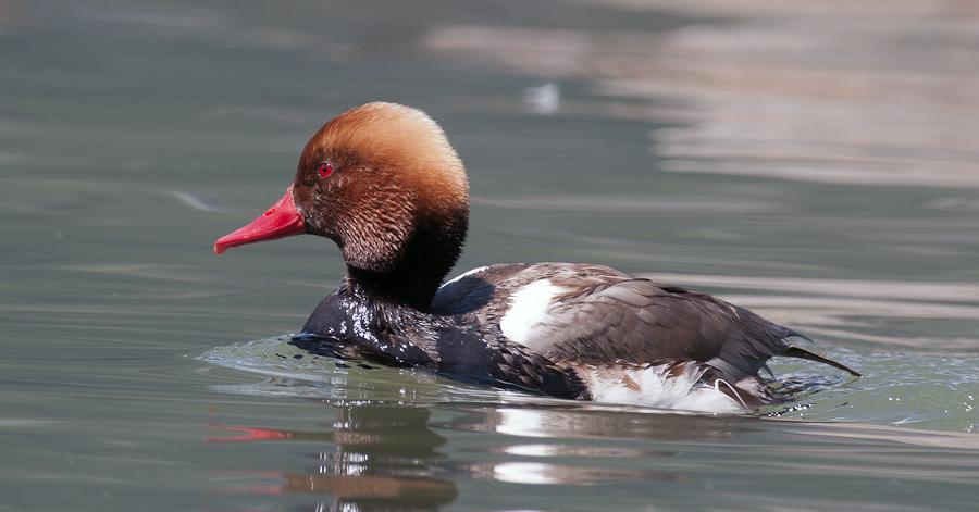 Kolbenente 21. Mai 2011 1