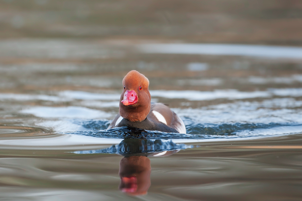 Kolbenente
am Dutzendteich Nürnberg
