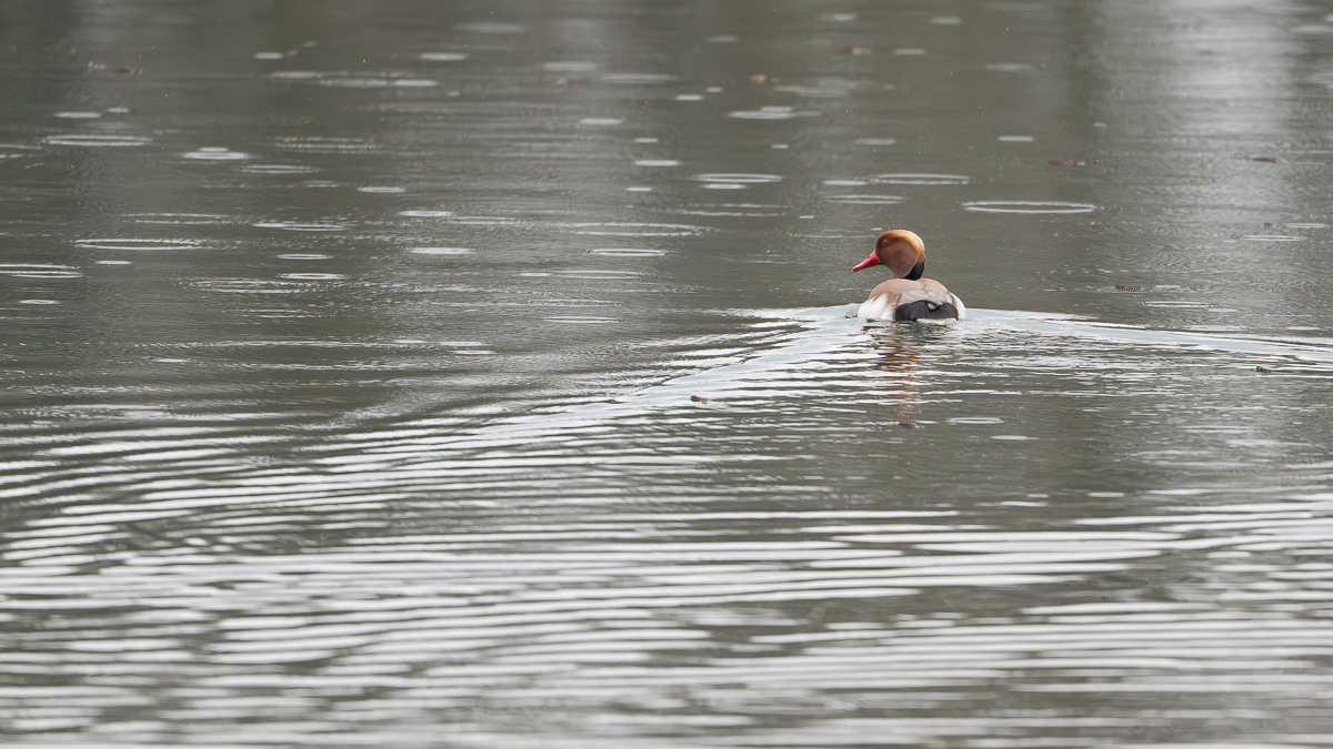 Kolbenente.jpg