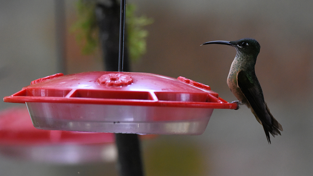 Kolibri am Feeder
0704