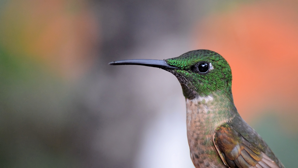 Kolibri (noch nicht indentifiziert)
Bella Vista Cloud Forest
4227a