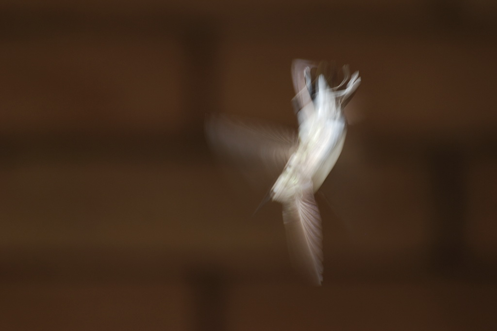 Kolibri