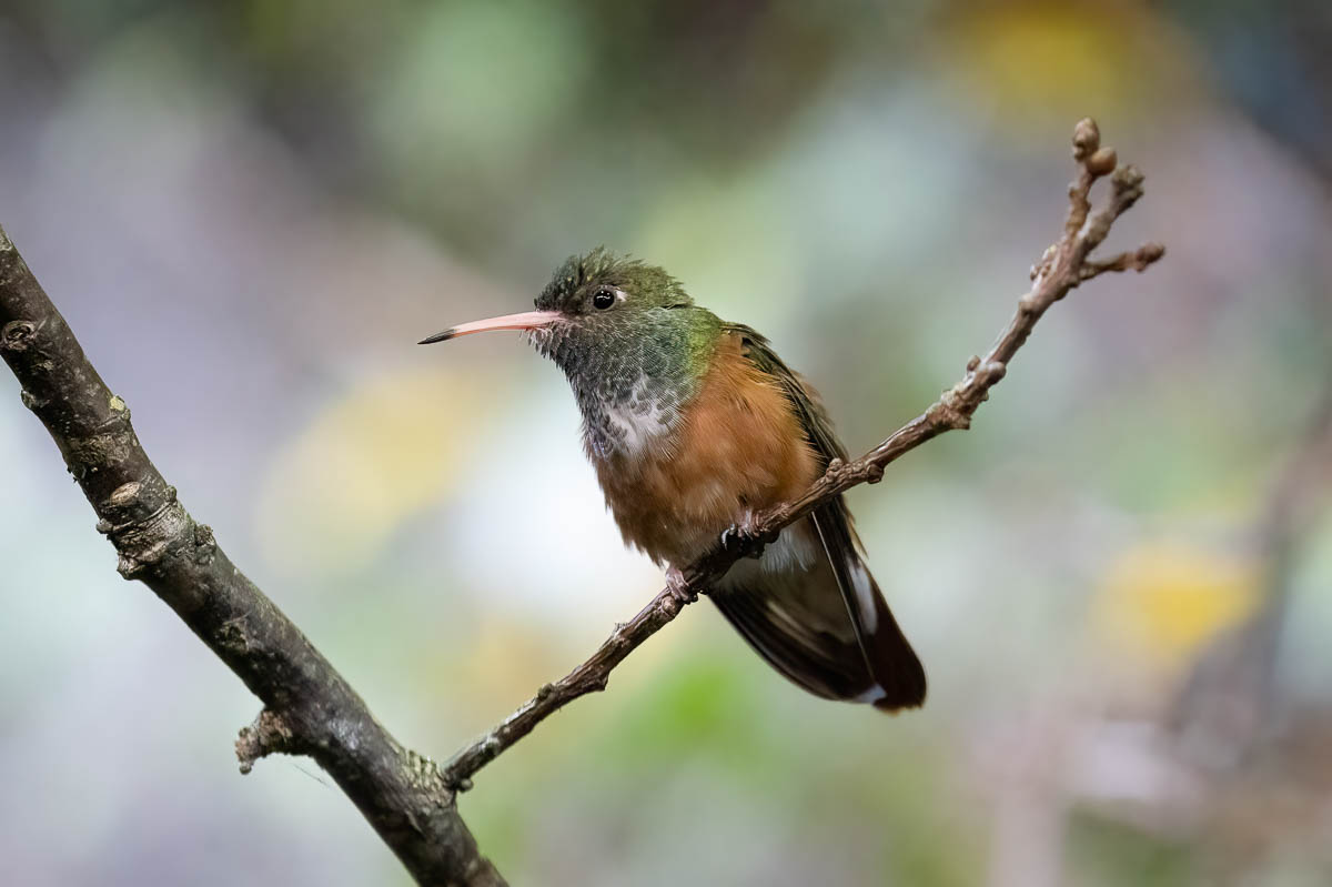 Kolibri