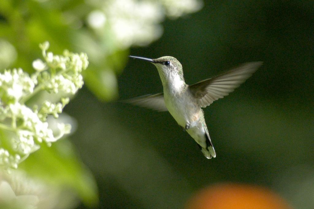 kolibri