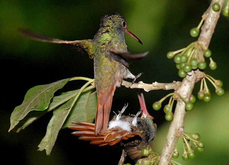 kolibri