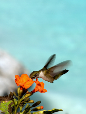 kolibrineu