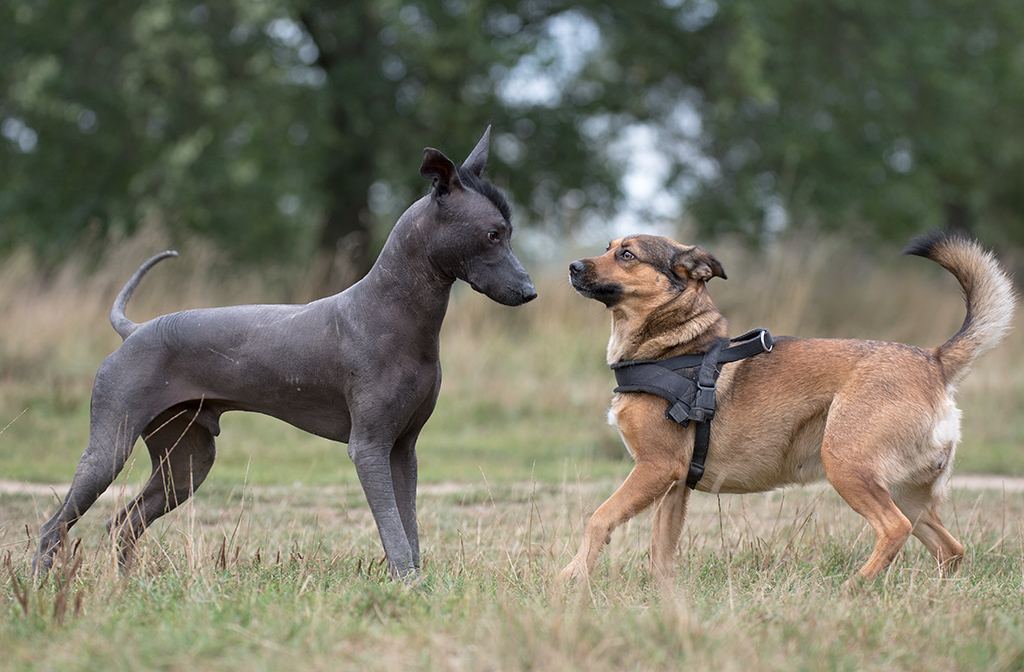 komischer hund1