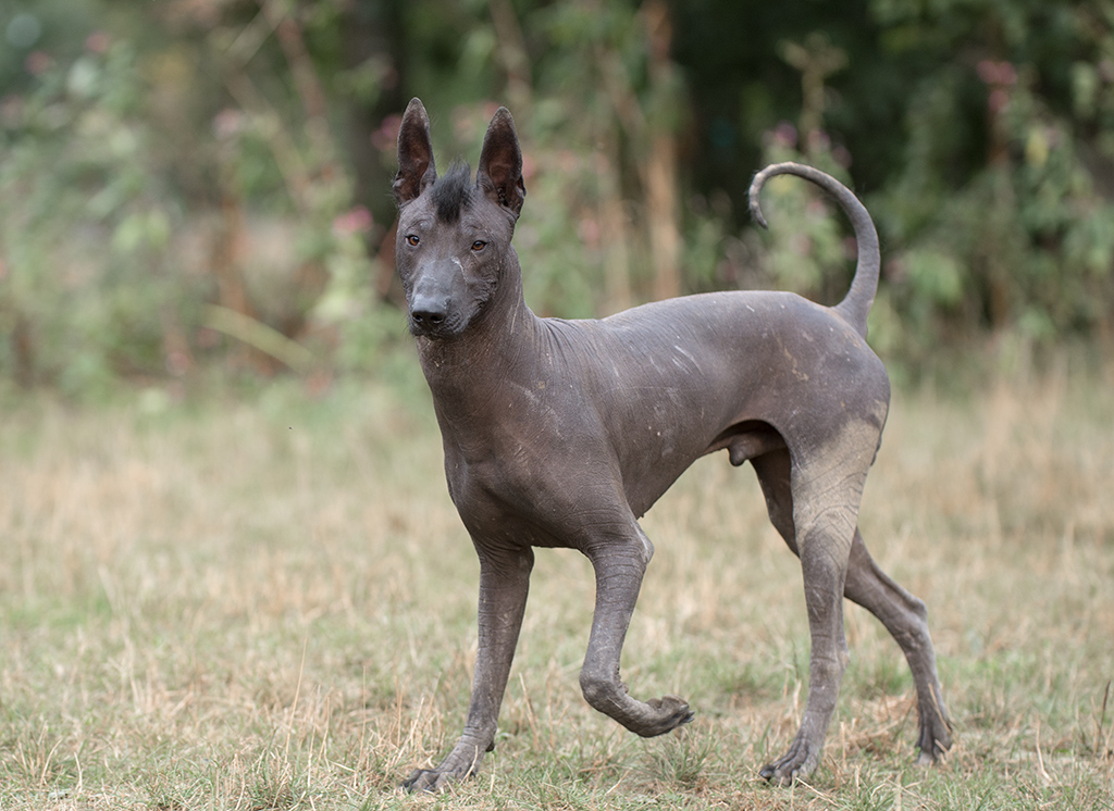 komischer hund2
